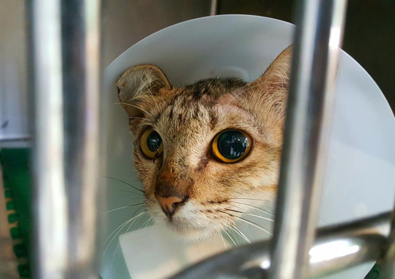 a cat with anisocoria (unequal pupil size) condition