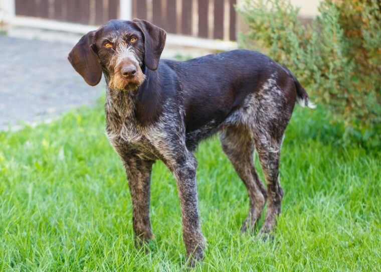 a german wirehaired pointer dog standing on grass
