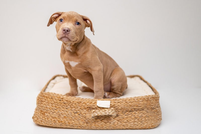 a pitbull terrier puppy on a wicker dog bed