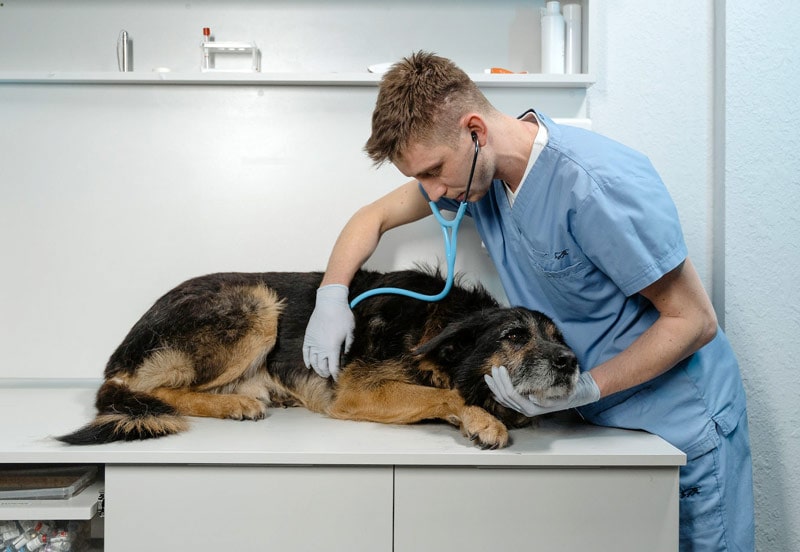un veterinario revisando a un collie áspero enfermo