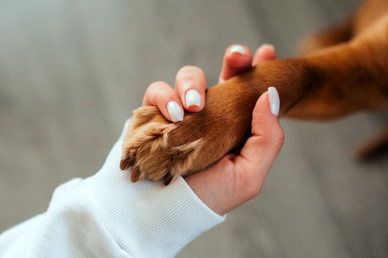 a woman holding paw of brown dog