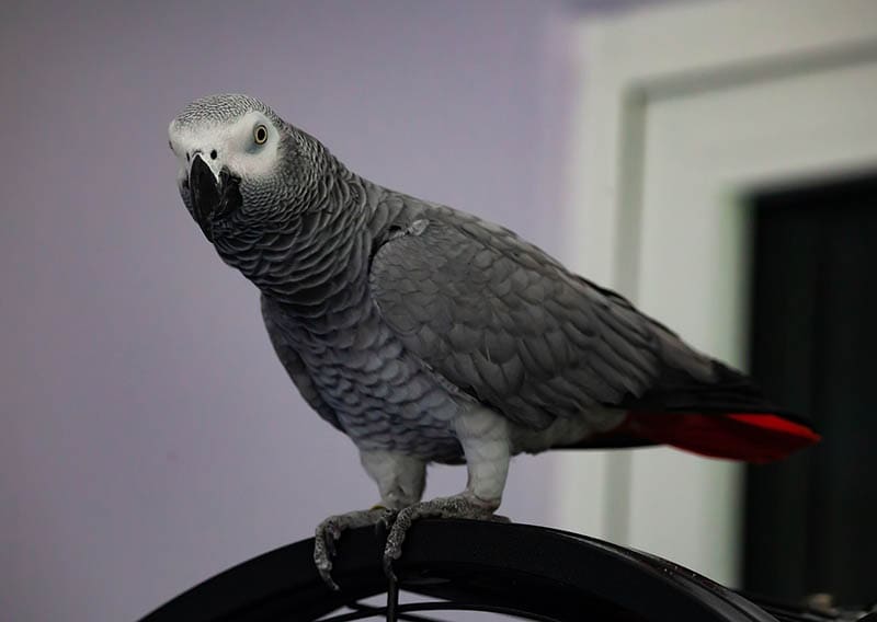 african grey parrot indoor