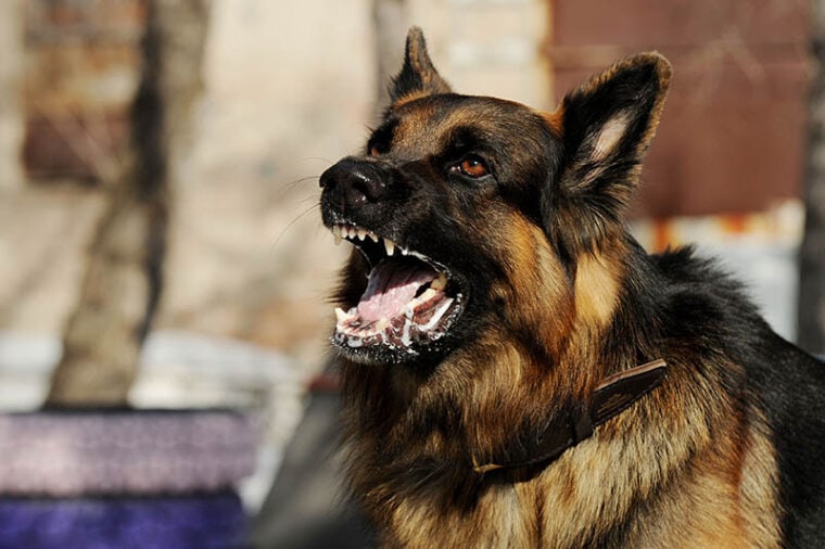 Aggressive Dog with excessive saliva