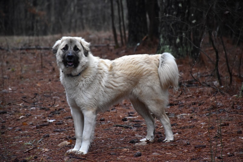 anatolian shepherd dog standing