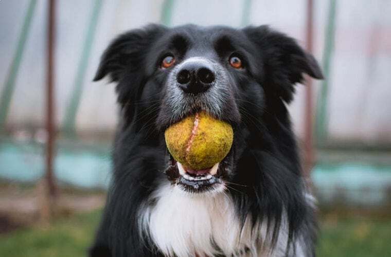 australian shepherd with ball on its mouth