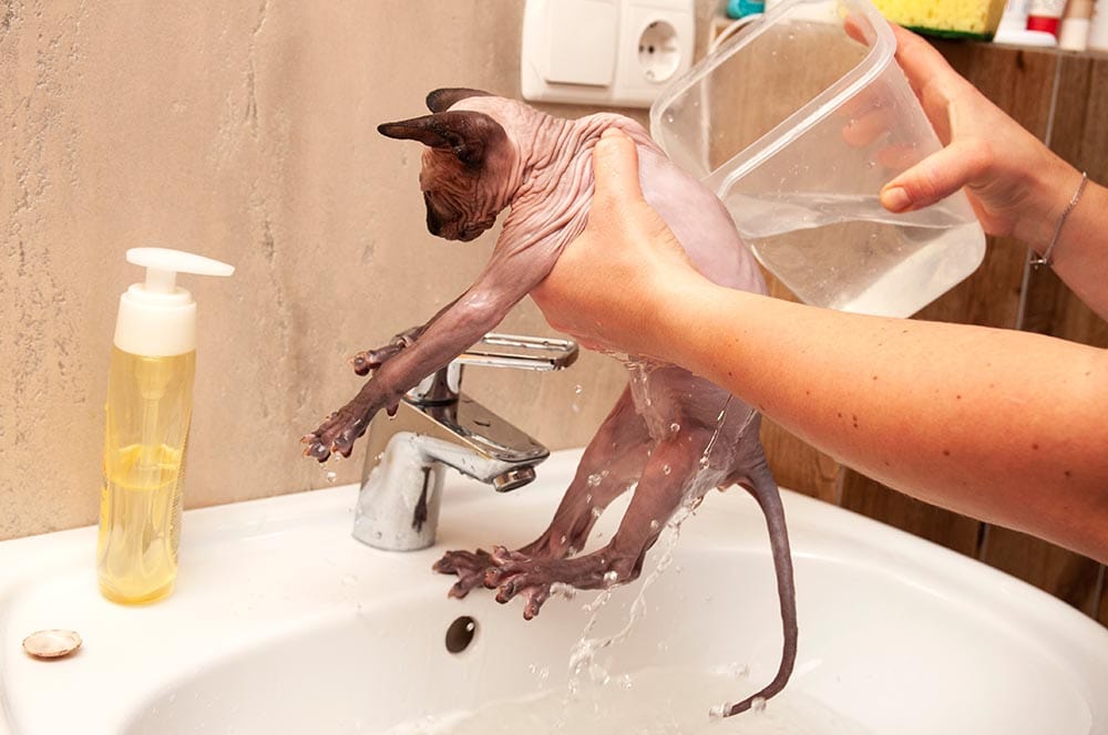 bathing sphynx cat