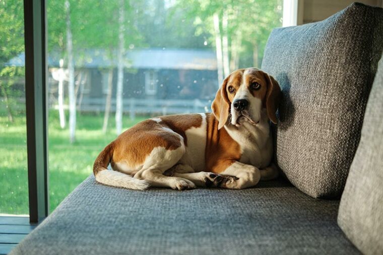 beagle dog lying on the sofa