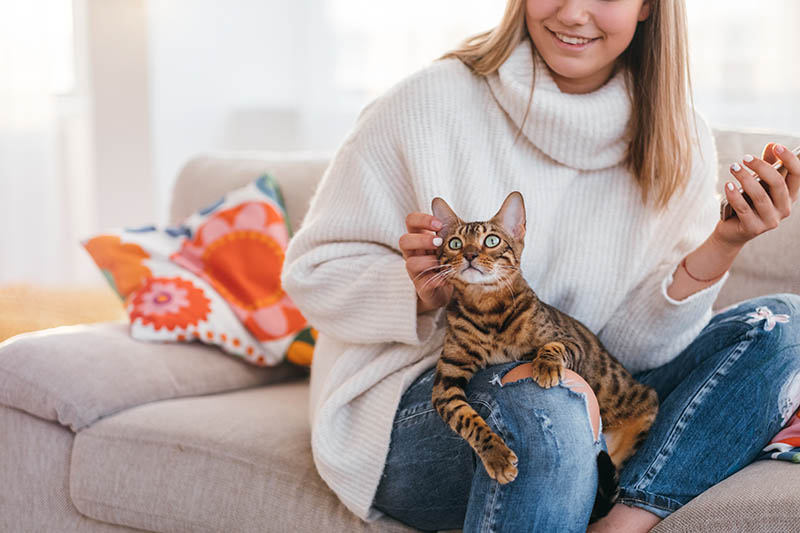 bengal cat on owners lap