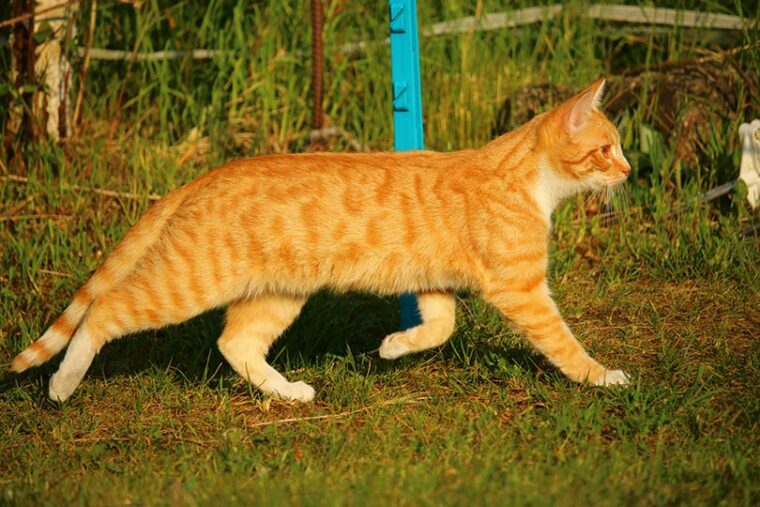 bengal cat walking outdoor