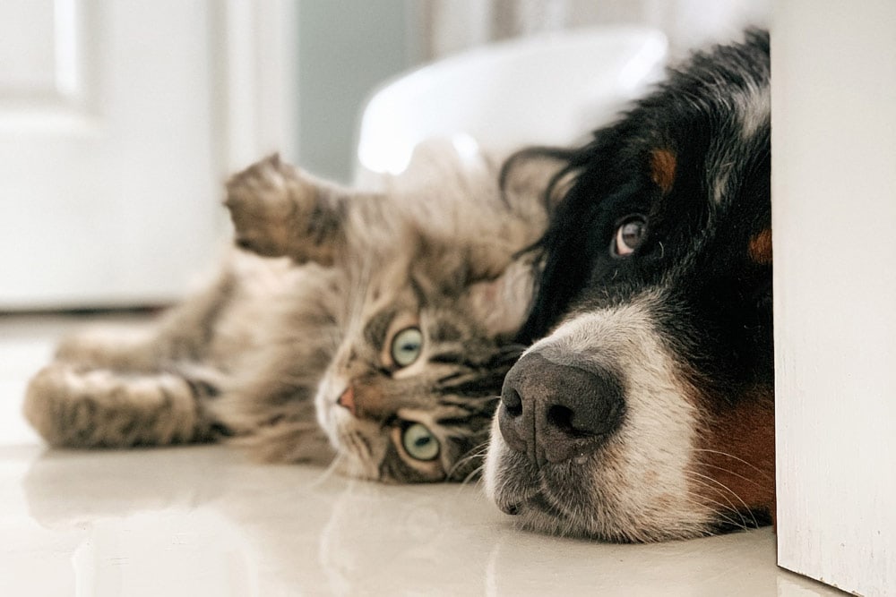 bernese mountain dog and cat lying on the floor