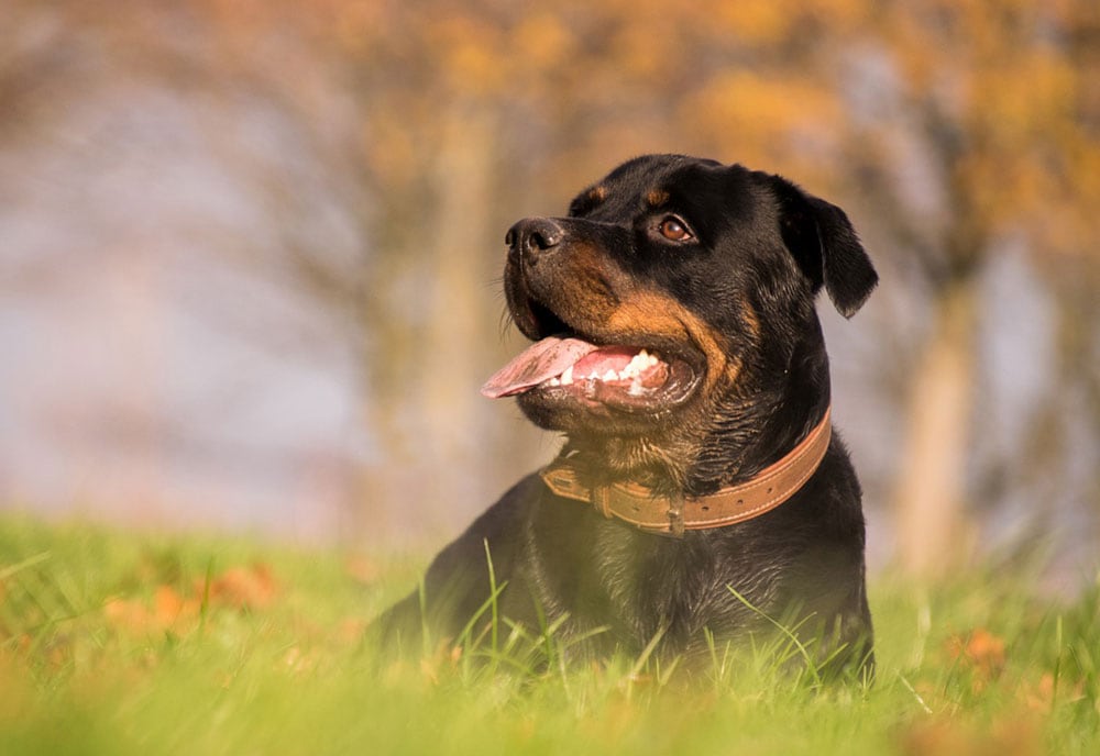 A brown black Rottweiler dog lying on the grass