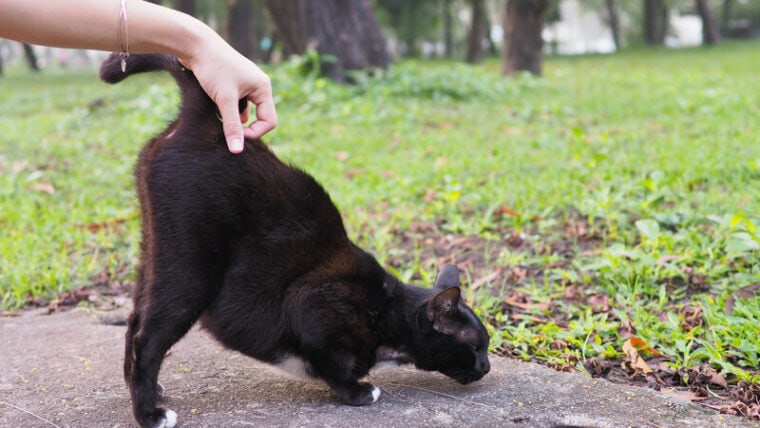 black cat enjoying when owner scratch at the base of his tail.the cat's tail points straight up.
