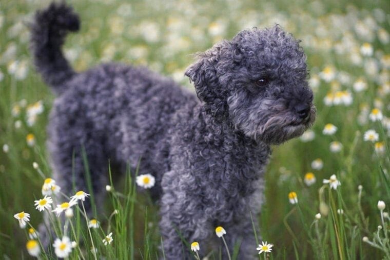 blue poodle in the grass