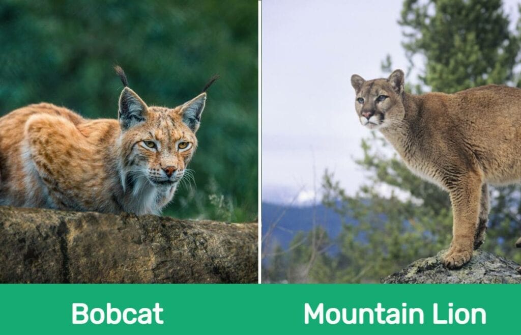 bobcat vs mountain lion