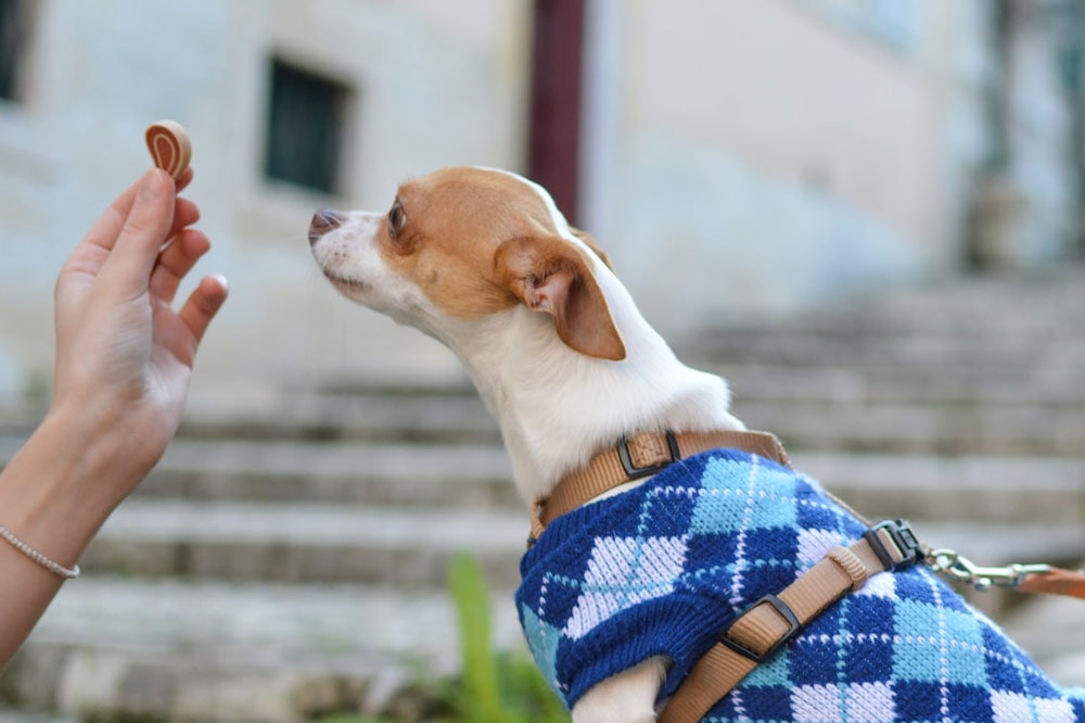 brown and white chihuahua dog in blue vest given treats