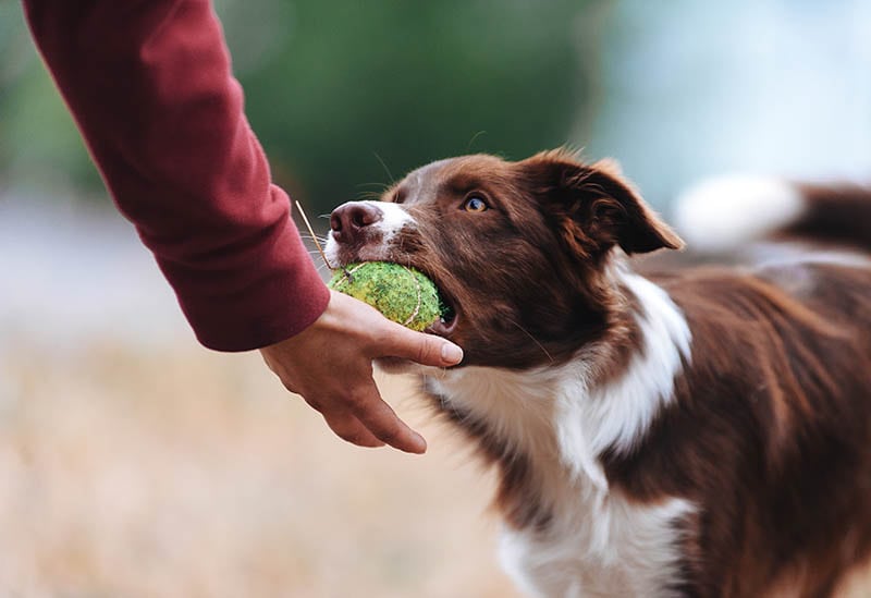 Brown border collie dropping the ball to a person's hand