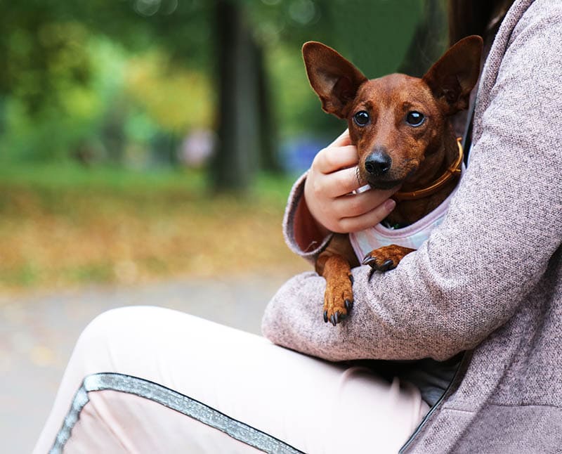 brown miniature pinscher dog at the park