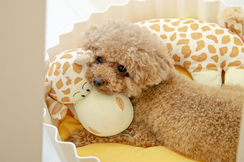 brown poodle puppy on yellow dog bed