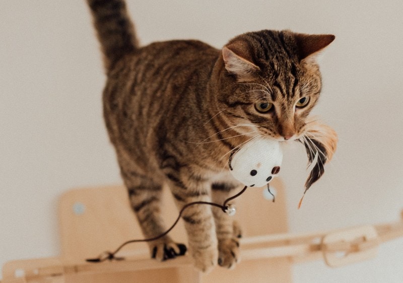 brown tabby playing with cat toy