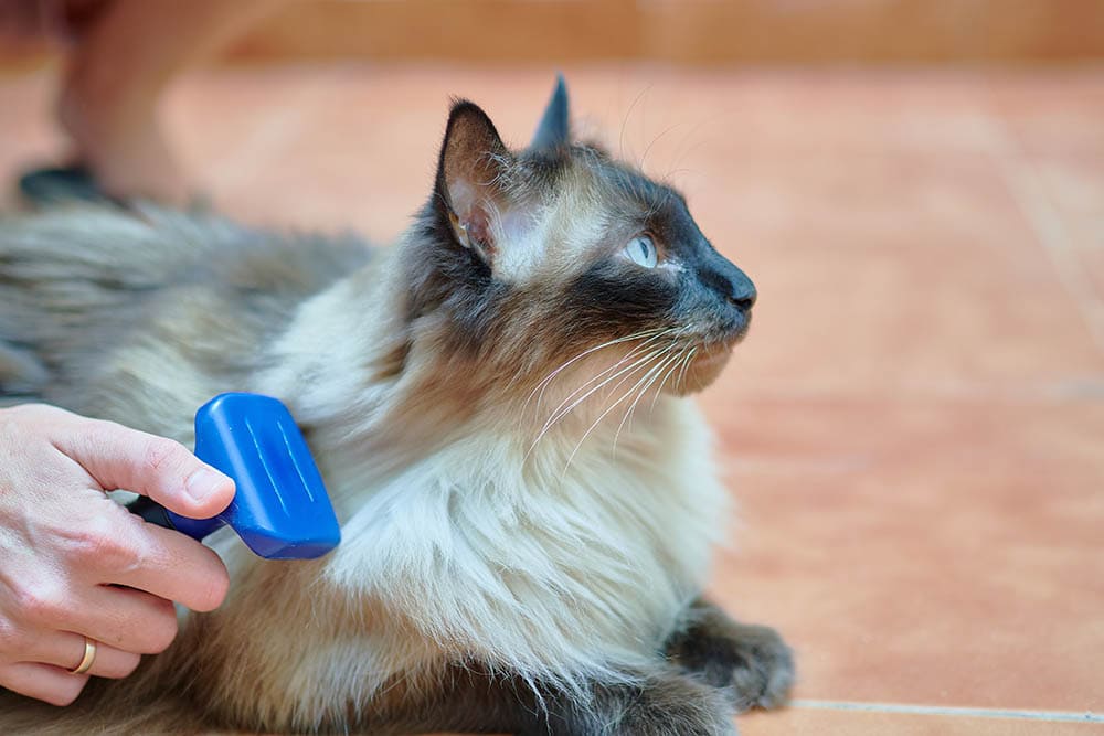 brushing a siamese at while lying down