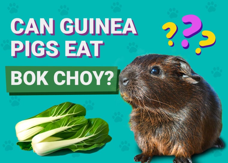 Guinea Pigs Eat Bok Choy
