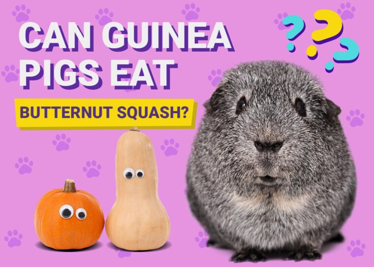 Can Guinea Pigs Eat Butternut Squash