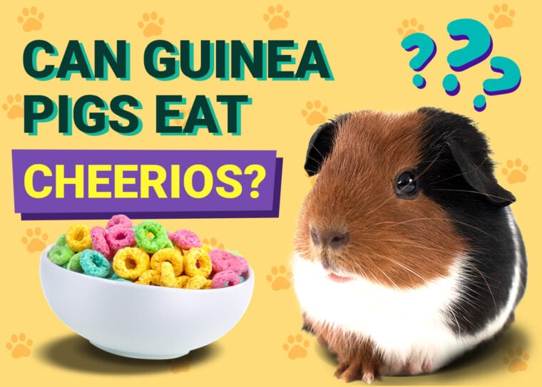 Can Guinea Pigs Eat Cheerios
