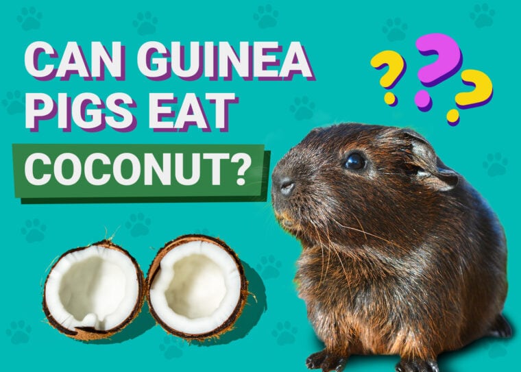 Can Guinea Pigs Eat Coconut