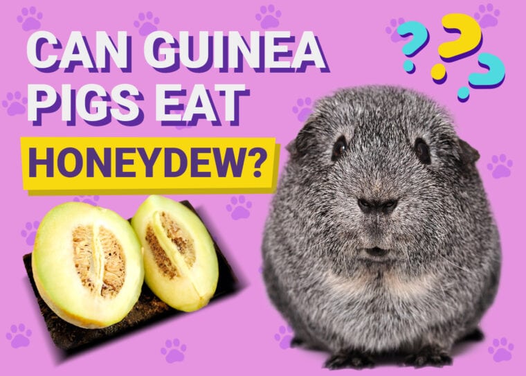 Can Guinea Pigs Eat Honeydew