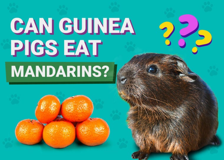 Can Guinea Pigs Eat Mandarin