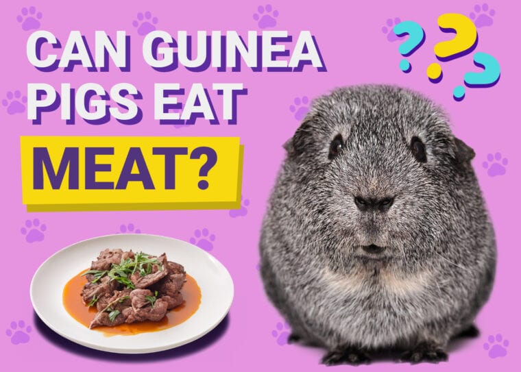 Can Guinea Pigs Eat Meat