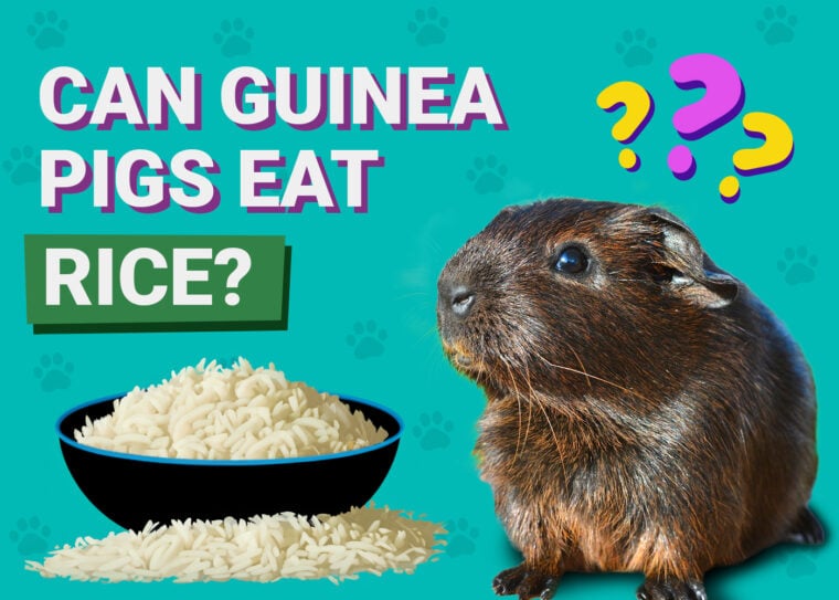 Can Guinea Pigs Eat Rice