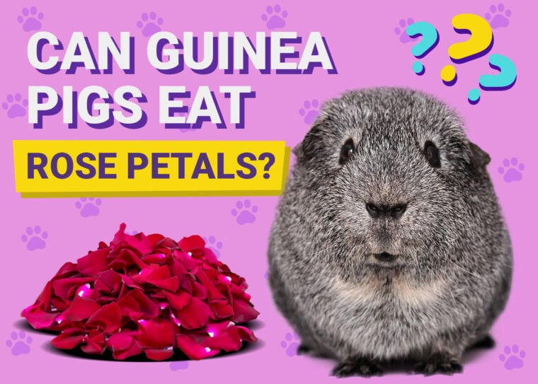 Can Guinea Pigs Eat Rose Petals