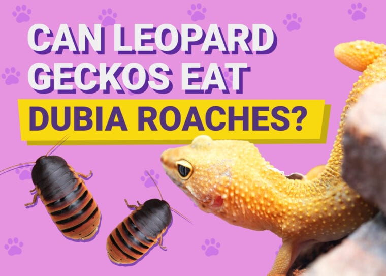 Can Leopard Geckos Eat Dubia Roaches