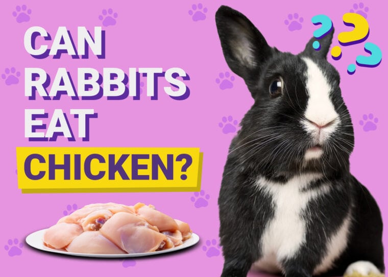 Can Rabbits Eat Chicken