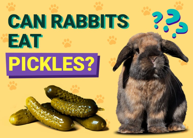 Can Rabbits Eat Pickles