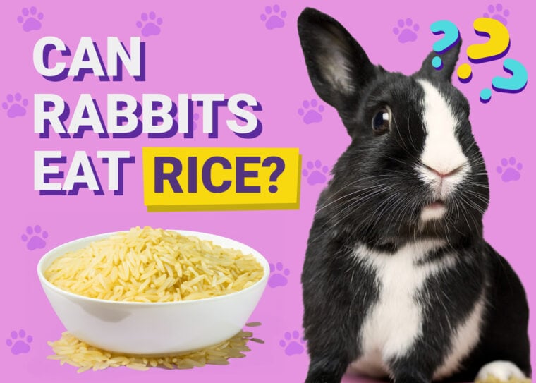 Can Rabbits Eat Rice