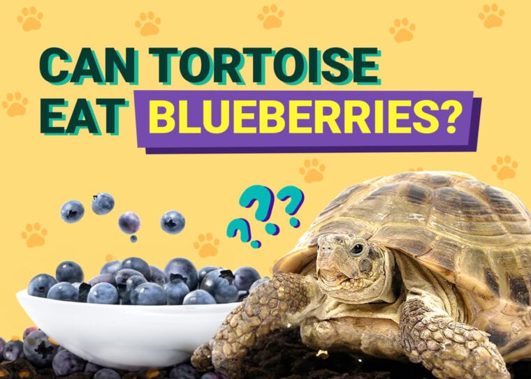 Can Tortoises Eat Blueberries