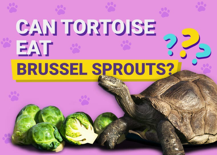 Can Tortoises Eat Brussels Sprouts