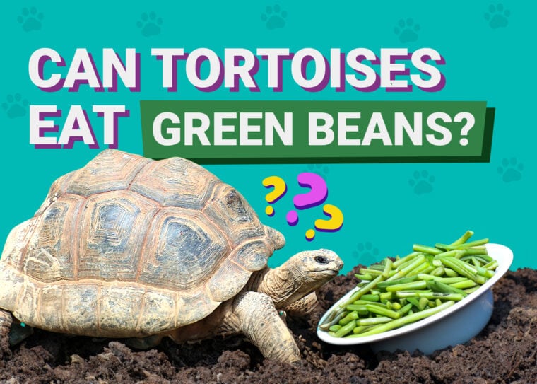 Can Tortoises Eat Green Beans