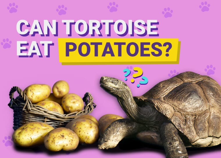 Can Tortoises Eat Potatoes