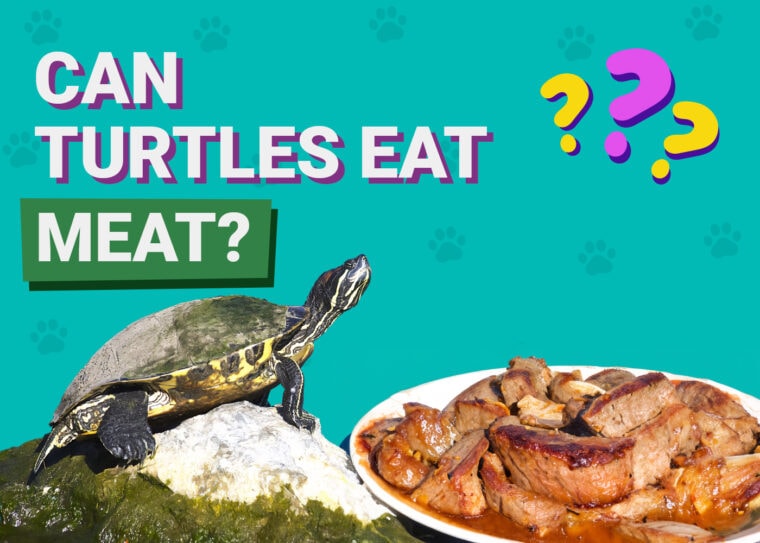 Can Turtles Eat Meat