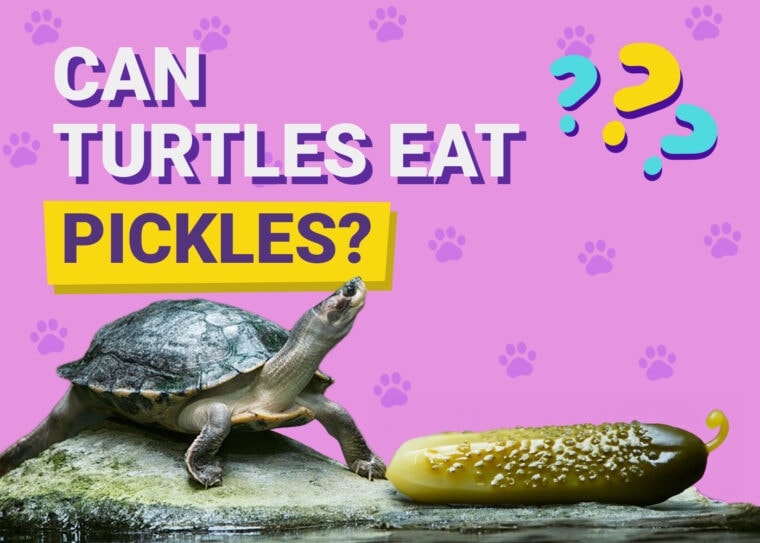 Can Turtles Eat Pickles
