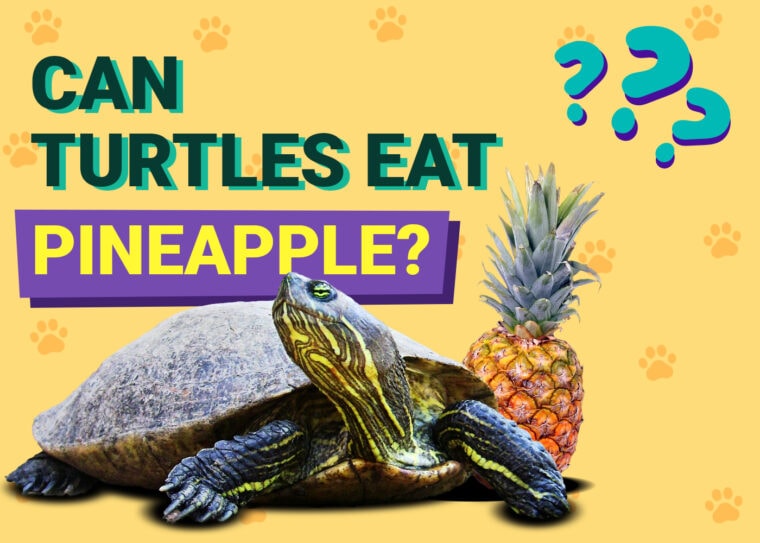 Can Turtles Eat Pineapple