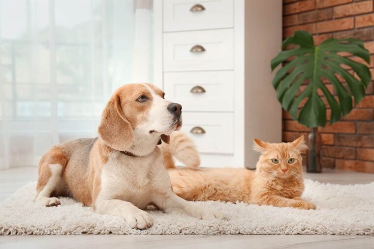 cat and beagle on a rug