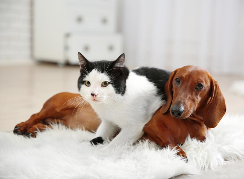 cat and dachshund dog on a rug