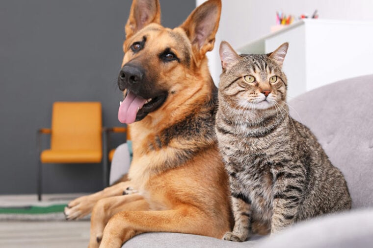 gato y perro descansando juntos en el sofá en el interior