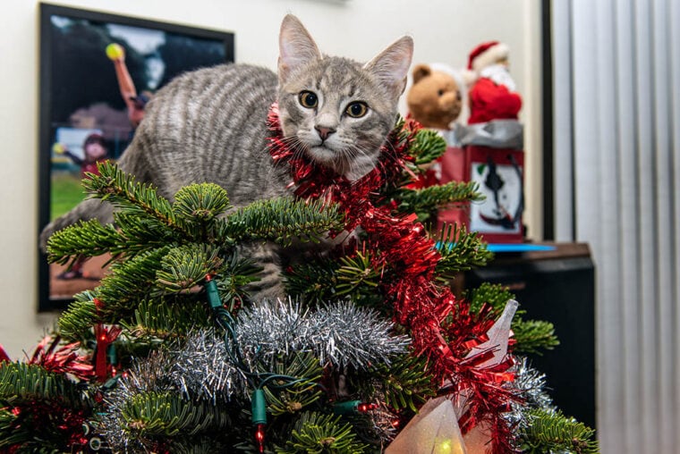 Cat at the top of christmas tree