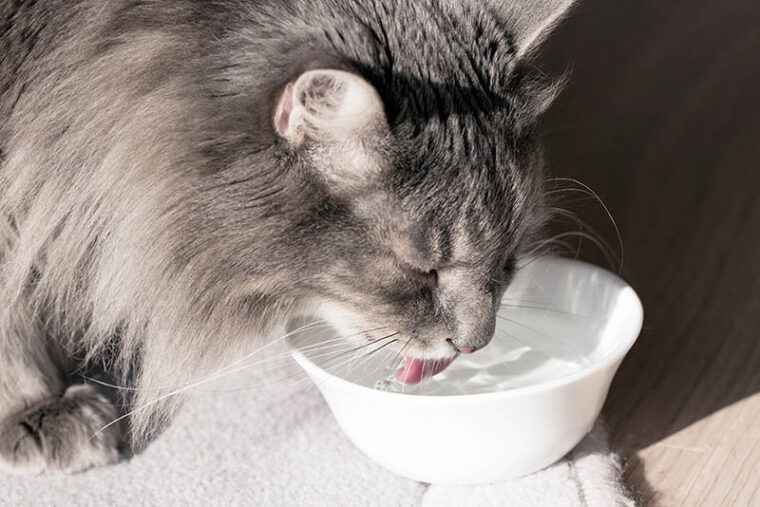 cat drinking fresh water in a bowl
