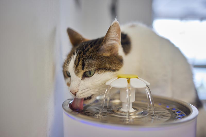 Why Won't My Cat Drink Water From Their Bowl? 6 Common Reasons | Pet Keen